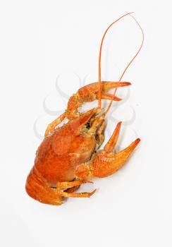 A large cooked red lobster over white 
