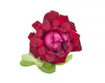 Red rose isolated on white background 