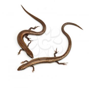 Two lizards on a white background