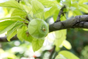 green apples on the tree