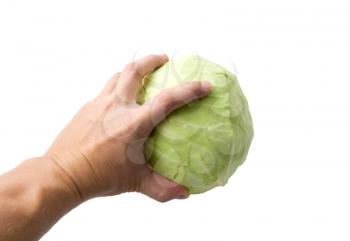 Cabbage in a hand on a white background