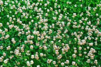 White clover (Trifolium repens) 