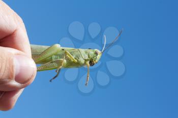 grasshopper in his hand against the blue sky