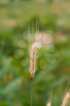 an ear of wheat on a green background
