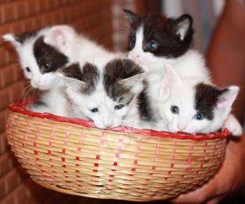 four kitties