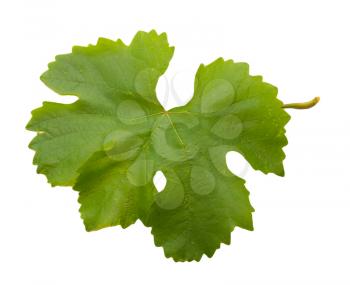 grape leaf on a white background
