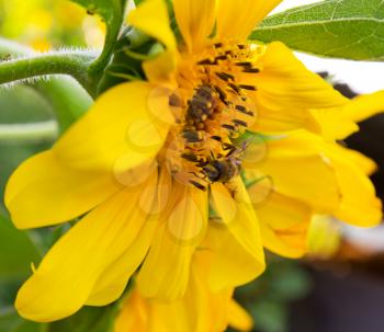 Closeup of bee on beautiful bright yellow sunflower 