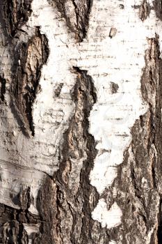 Artistic wooden texture of aged birch tree 