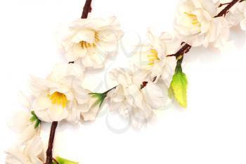 Cherry blossom flower isolated on white. 