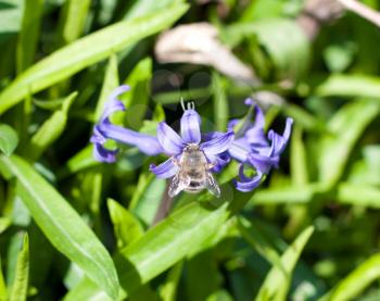 bee on a flower cornflower blue