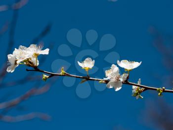 flowers from fruit tree on a blue background