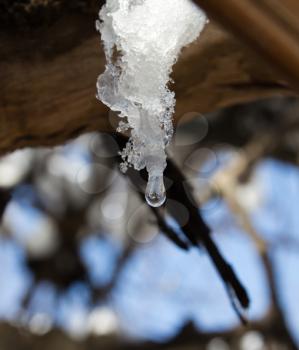 a drop of water flows down from the snow on the tree