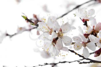 Blossoming tree on a white background