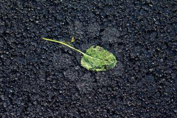 green leaf rolled into the new asphalt