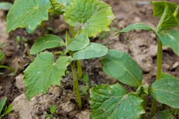young shoots of cucumber on a bed in the garden