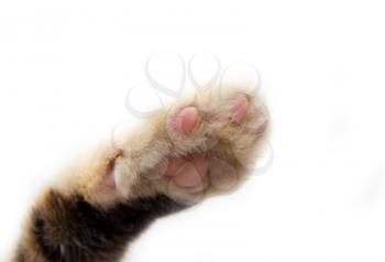 cat's paw on a white background