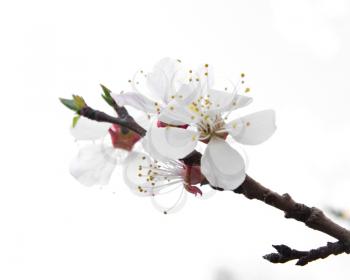 Blossoming tree on a white background