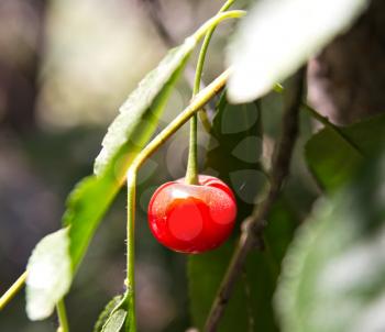 red cherries on the tree