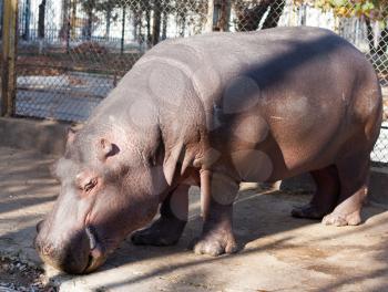 hippopotamus at the zoo