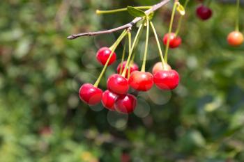red cherries on the tree