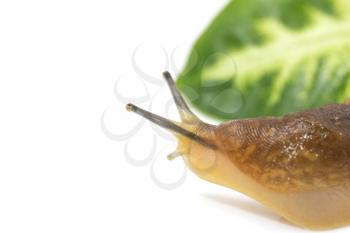 portrait of snails on a white background. macro