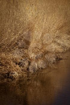 river with reeds in the autumn