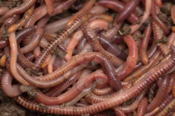 red worms in compost - bait for fishing