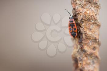 Fire Bug (Pyrrhocoris apterus)