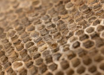 beautiful honeycomb , background