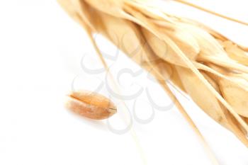wheat on a white background