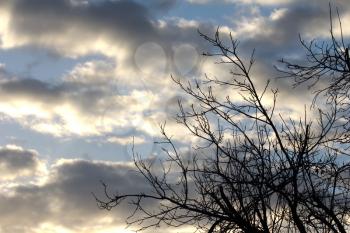 background of clouds at sunrise, and the branches of the tree