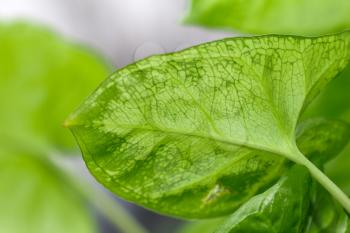 Beautiful green leaves in the background. macro