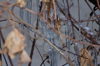 Close-up of ice on a tree in winter