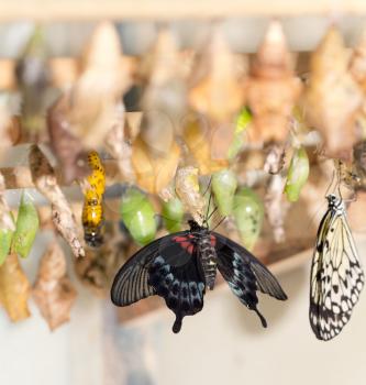 composite of various views of a monarch emerging from a chrysalis.
