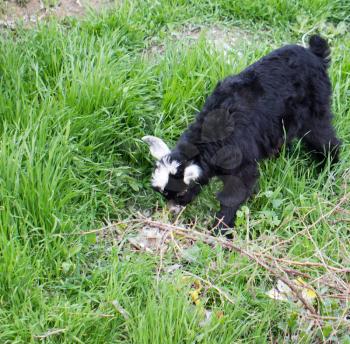 black goat grazed on grass