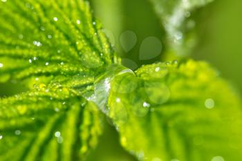 beautiful raspberry leaves in drops of water in nature