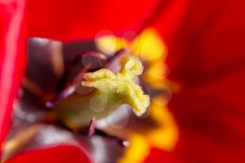 beautiful red tulip in nature. macro