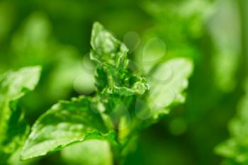Beautiful mint leaves in nature