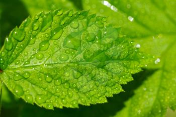 beautiful raspberry leaves in drops of water in nature
