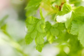 currant leaves in nature