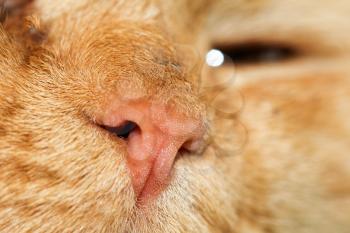 nose red cat. macro