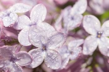 beautiful lilac flowers. macro