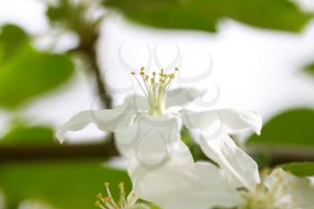 beautiful white flowers in nature. macro