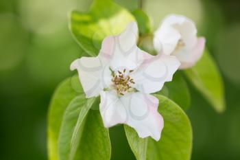 beautiful flowers in nature quince