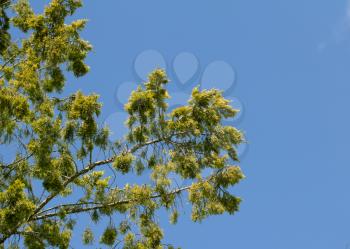 Thuja against the sky on the nature