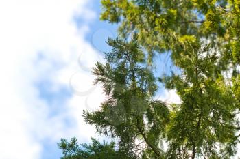 Thuja against the sky on the nature