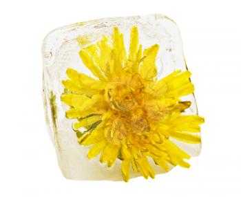 yellow dandelion in the ice