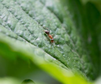 little ant in nature. macro
