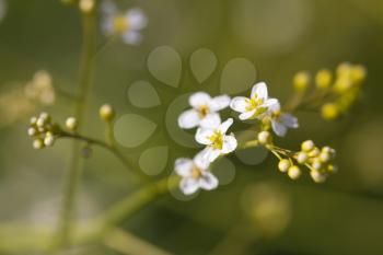 small white flowers in nature. macro