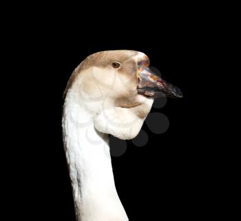 portrait of a goose on a black background